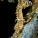 Hippocampus lichtensteinii - Photo (c) Stewart Clarke, algunos derechos reservados (CC BY-NC), uploaded by Stewart Clarke