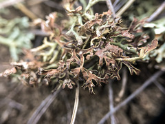 Xanthoparmelia camtschadalis