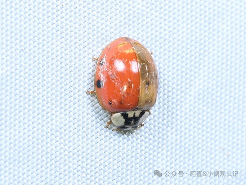 Asian Lady Beetle