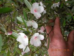 Eucryphia lucida