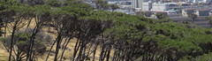 Pinus pinea