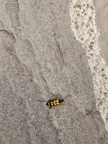 Spotted Longhorn Beetle