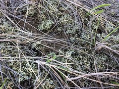 Xanthoparmelia camtschadalis