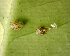 Diaphorina