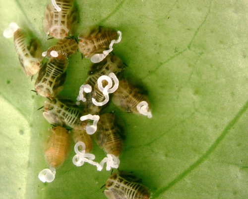 Asian Citrus Psyllid photo 3