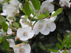 Eucryphia lucida