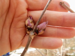 Sambucus racemosa racemosa