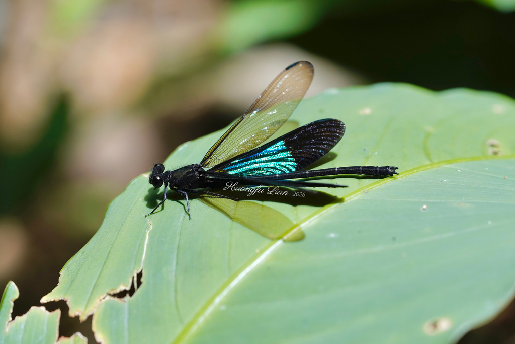 Euphaea basalis