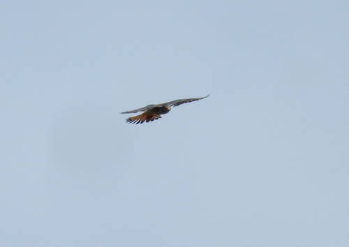 American Kestrel
