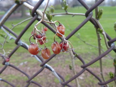 Solanum dulcamara