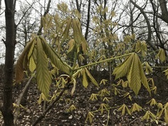 Aesculus glabra