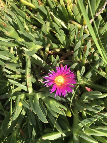 Carpobrotus aequilaterus, 2020-04-27
