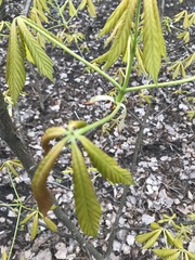 Aesculus glabra