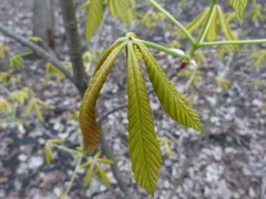Aesculus glabra