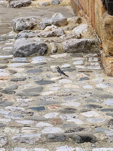 White Wagtail