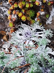 Artemisia furcata