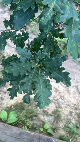 sessile oak