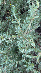 author not stated, no rights reserved Combretum imberbe, photograph author not stated, no rights reserved