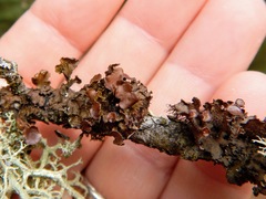 Tuckermanopsis sepincola