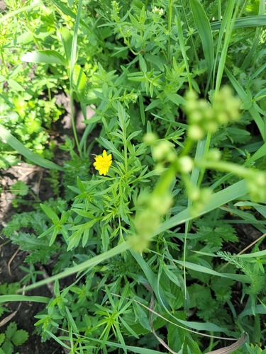 Adonis volgensis