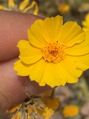 Geraea canescens