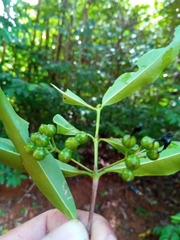 Ixoroideae