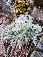 Artemisia furcata