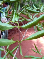 Ixoroideae