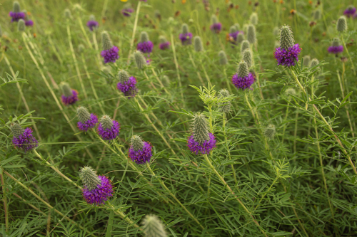 Dalea compacta var. compacta