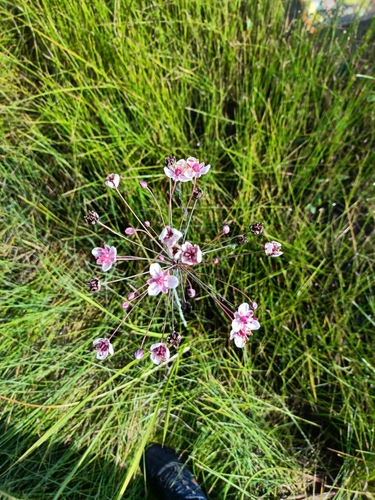 Flowering-rush