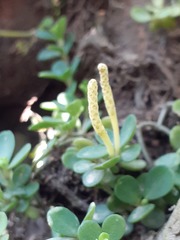 Peperomia berlandieri