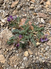 Astragalus iodanthus