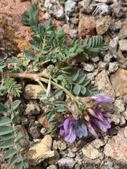 Astragalus iodanthus