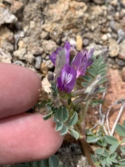 Astragalus iodanthus