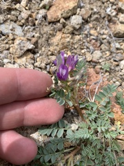 Astragalus iodanthus