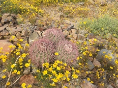 Homalocephala polycephala