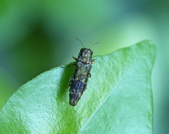 Agrilus occipitalis
