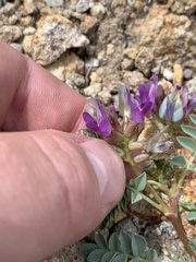Astragalus iodanthus