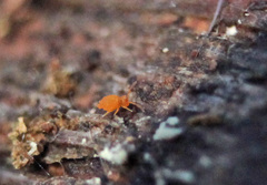 Sminthurinus henshawi