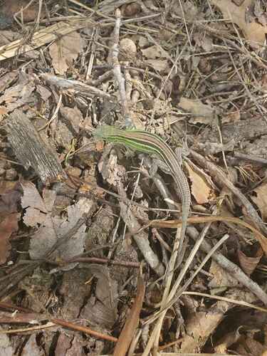 Six-lined Racerunner