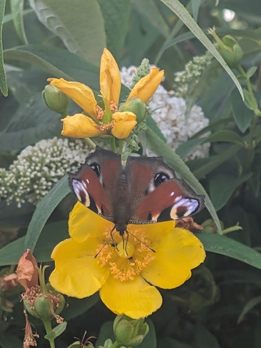 European Peacock Butterfly