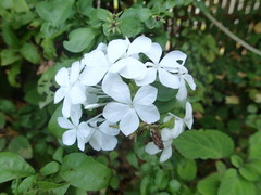 Plumbago auriculata