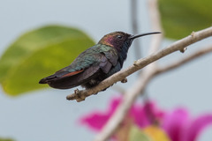 Jamaican Mango photo 5