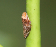 Ptyelinellus praefractus