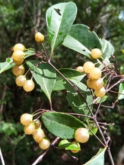 Psorospermum malifolium