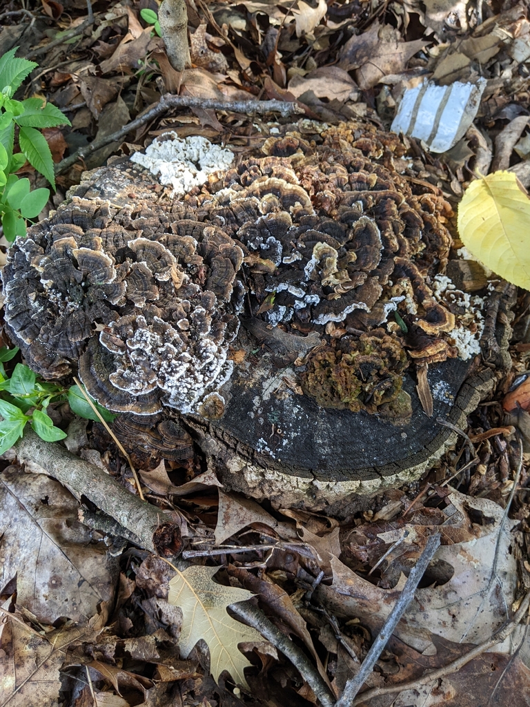 turkey-tail · July 2026 · photo: Photo: (c) Maria Aghazarian, some rights reserved (CC BY) · iNaturalist
