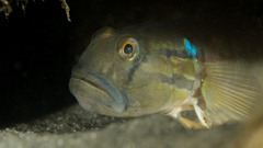 Bridled Goby photo 4