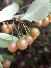 Psorospermum malifolium