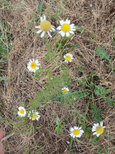 German Chamomile