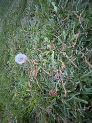 Taraxacum